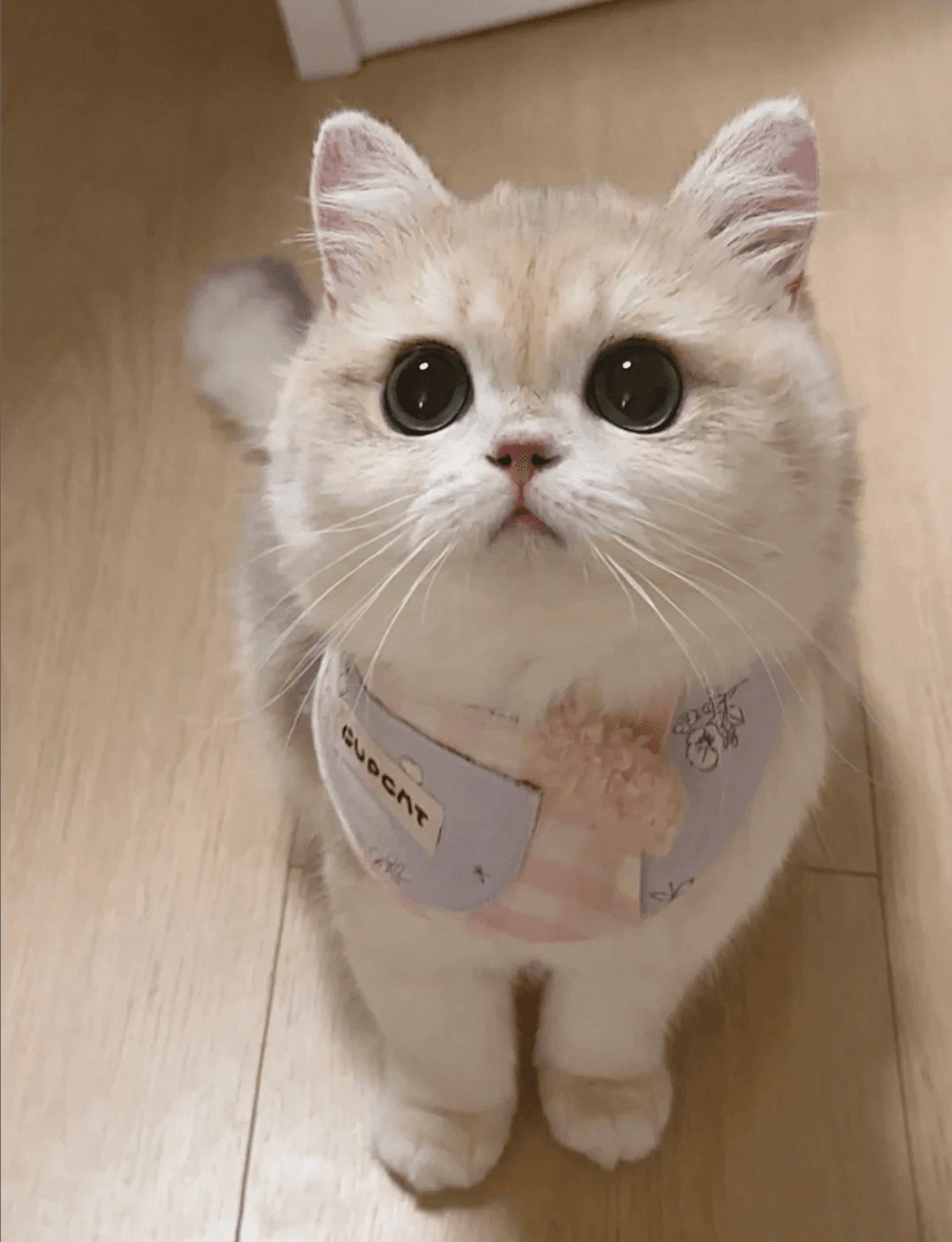 原始猫咪照片